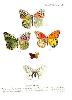 İllüstrasyon kelebek. Eski resim