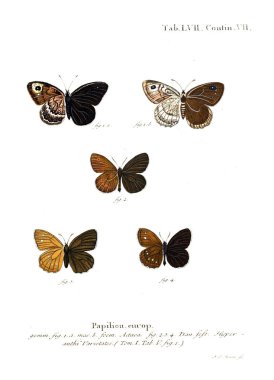 İllüstrasyon kelebek. Eski resim