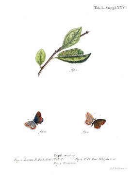 İllüstrasyon kelebek. Eski resim