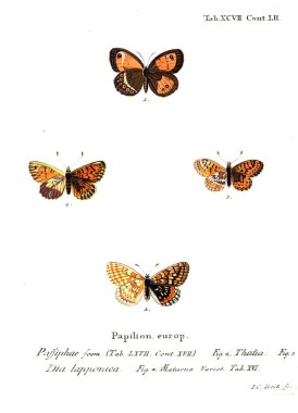 İllüstrasyon kelebek. Eski resim