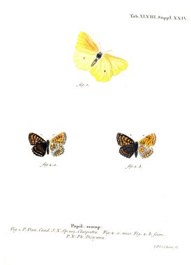 İllüstrasyon kelebek. Eski resim