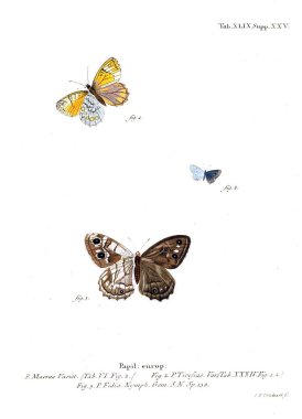 İllüstrasyon kelebek. Eski resim