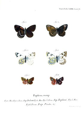 İllüstrasyon kelebek. Eski resim