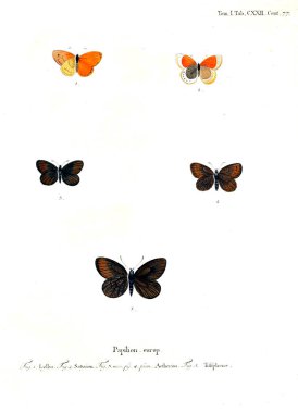 İllüstrasyon kelebek. Eski resim