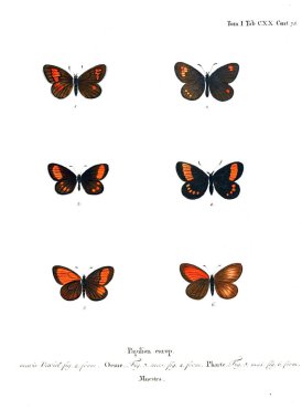 İllüstrasyon kelebek. Eski resim