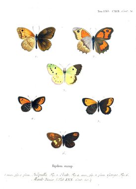 İllüstrasyon kelebek. Eski resim