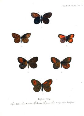 İllüstrasyon kelebek. Eski resim