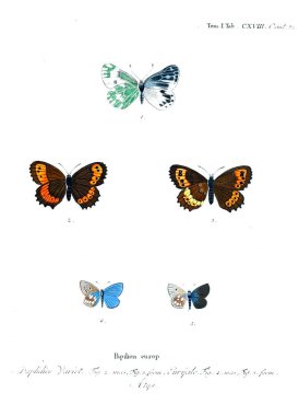İllüstrasyon kelebek. Eski resim