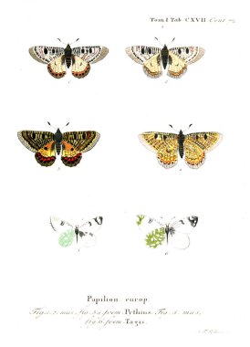 İllüstrasyon kelebek. Eski resim