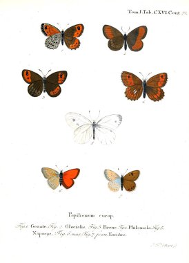 İllüstrasyon kelebek. Eski resim