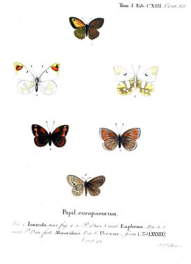 İllüstrasyon kelebek. Eski resim