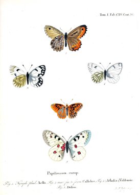 İllüstrasyon kelebek. Eski resim