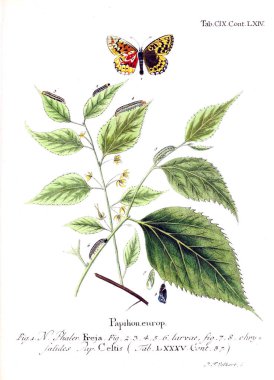 İllüstrasyon kelebek. Eski resim