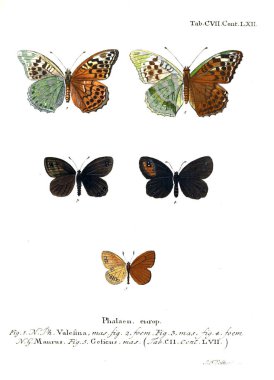 İllüstrasyon kelebek. Eski resim