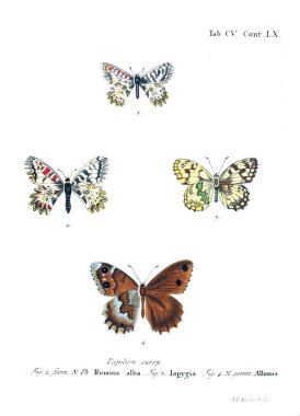 İllüstrasyon kelebek. Eski resim