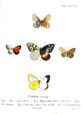 İllüstrasyon kelebek. Eski resim