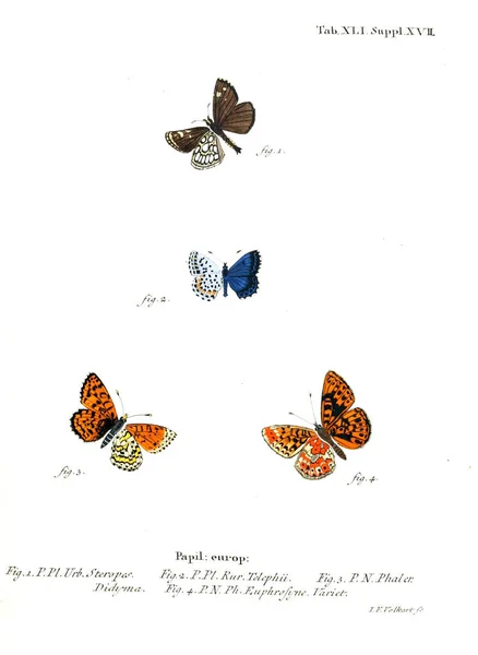 Illustratie Van Vlinders Oude Beeld — Stockfoto