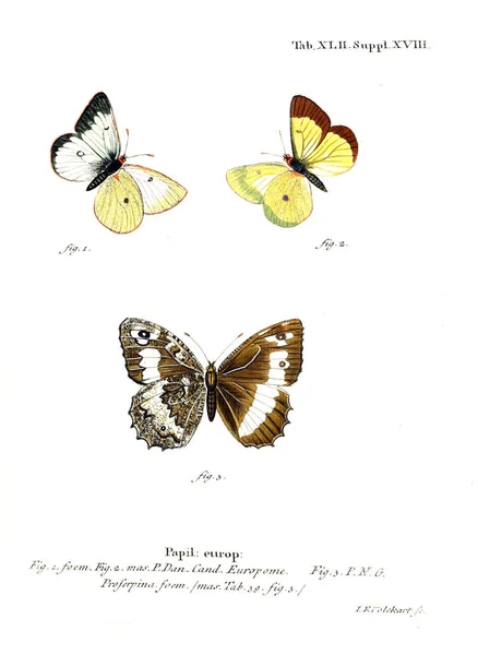 Ilustración Mariposas Imagen Antigua — Foto de Stock