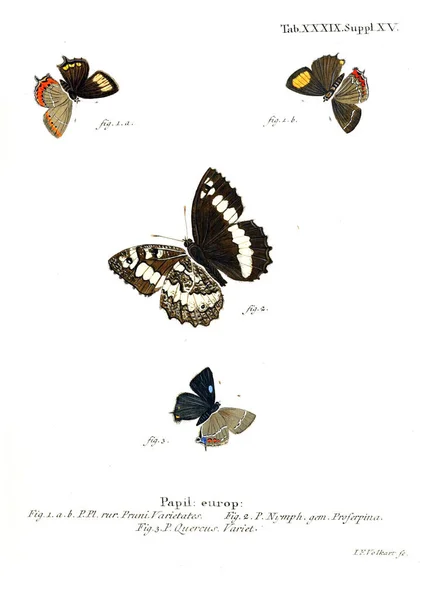 Απεικόνιση Των Πεταλούδων Παλιά Εικόνα — Φωτογραφία Αρχείου