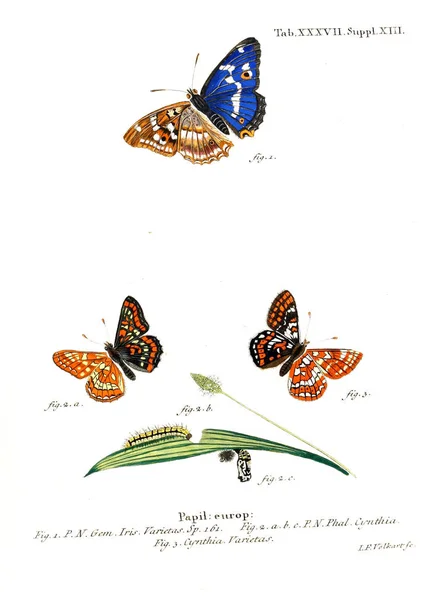 Ilustración Mariposas Imagen Antigua — Foto de Stock