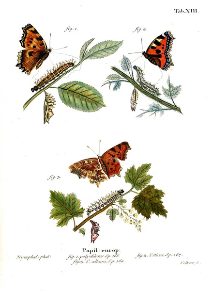 İllüstrasyon kelebek. Eski resim