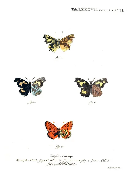 Illustration Papillons Ancienne Image — Photo