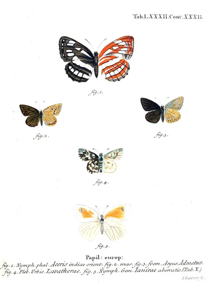 Illustration Papillons Ancienne Image — Photo