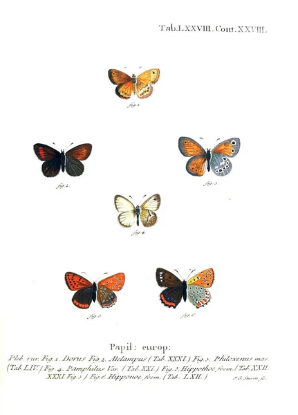 Illustration Papillons Ancienne Image — Photo