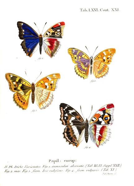 Ilustrace Motýlů Starý Obrázek — Stock fotografie