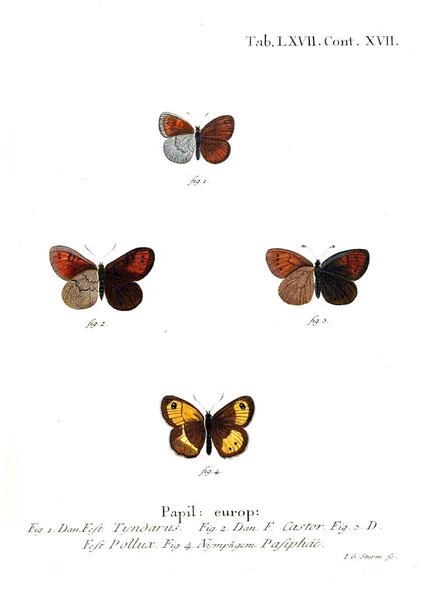 Ilustración Mariposas Imagen Antigua —  Fotos de Stock