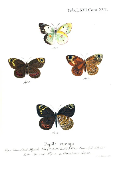 Illustration Papillons Ancienne Image — Photo