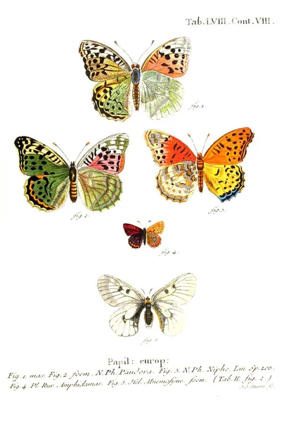 İllüstrasyon kelebek. Eski resim