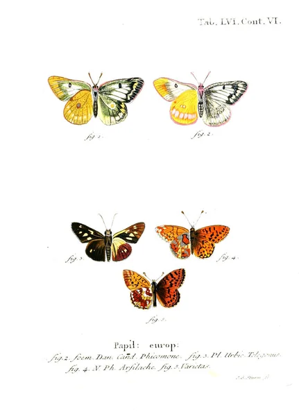 Illustration Papillons Ancienne Image — Photo