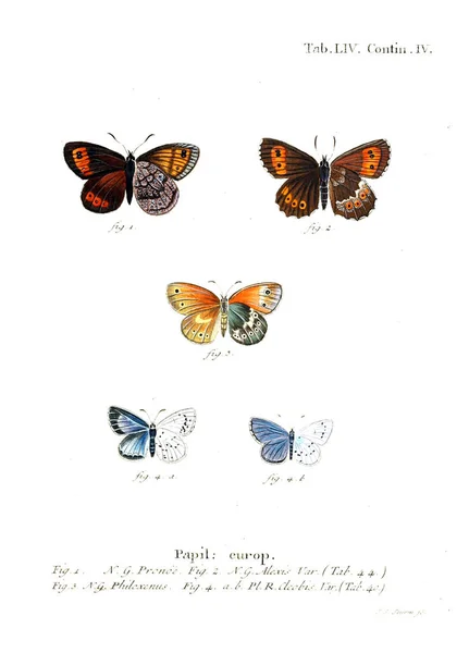 Illustration Papillons Ancienne Image — Photo