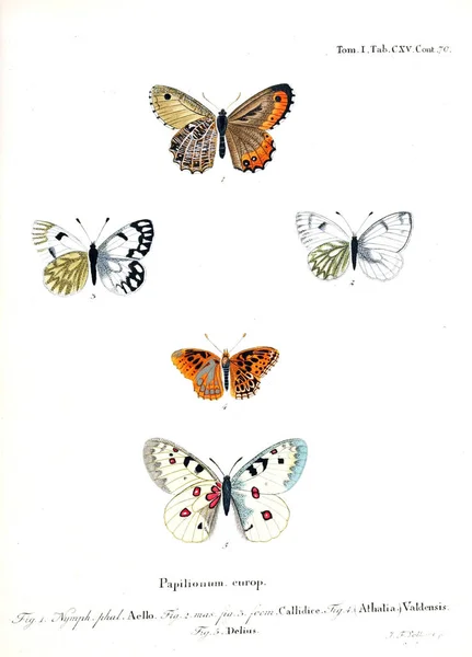 Illustration Papillons Ancienne Image — Photo