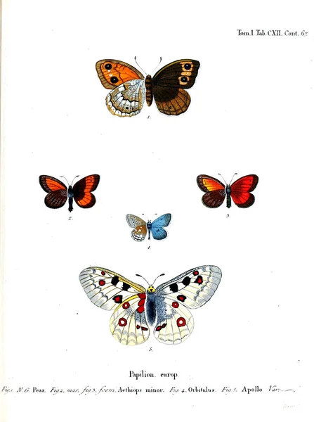 Illustration Papillons Ancienne Image — Photo