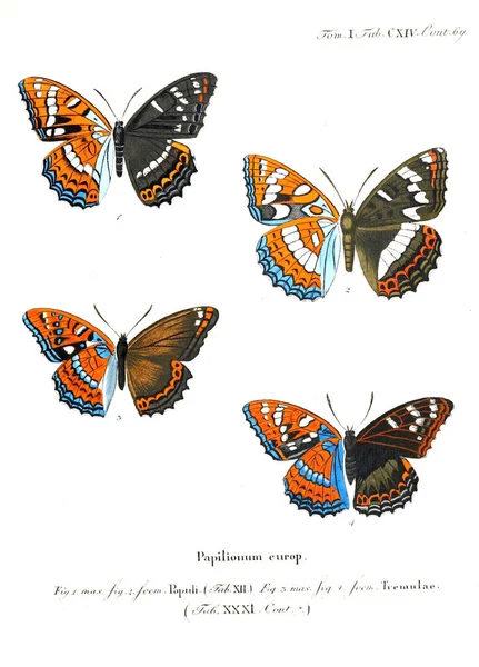 İllüstrasyon kelebek. Eski resim