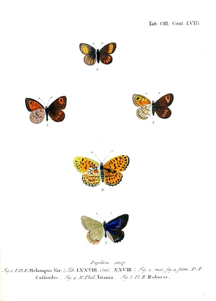 Ilustración Mariposas Imagen Antigua — Foto de Stock