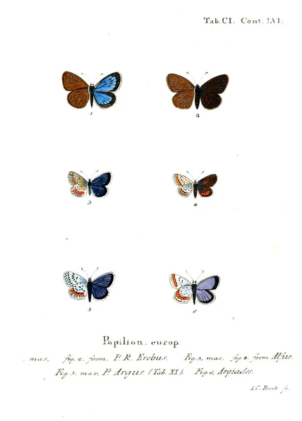 Illustration Papillons Ancienne Image — Photo