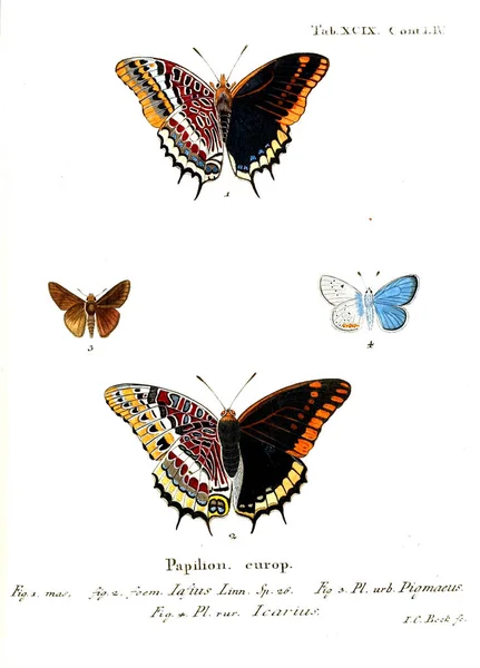 Illustration Papillons Ancienne Image — Photo