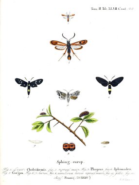 İllüstrasyon kelebek. Eski resim