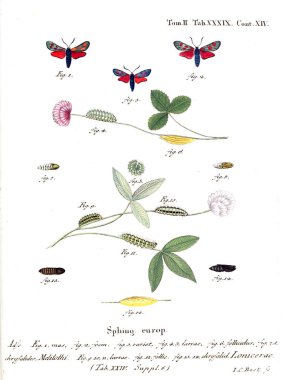 İllüstrasyon kelebek. Eski resim