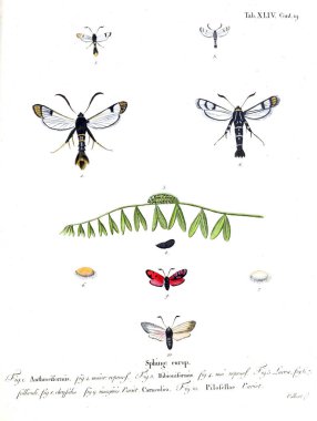 İllüstrasyon kelebek. Eski resim