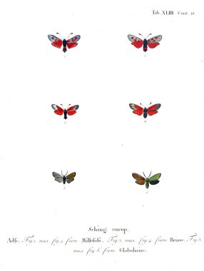 İllüstrasyon kelebek. Eski resim