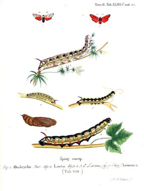 İllüstrasyon kelebek. Eski resim