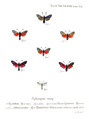 İllüstrasyon kelebek. Eski resim