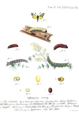 İllüstrasyon kelebek. Eski resim