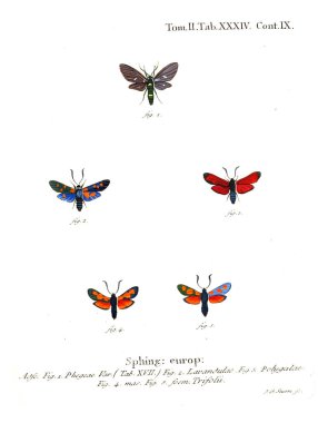 İllüstrasyon kelebek. Eski resim