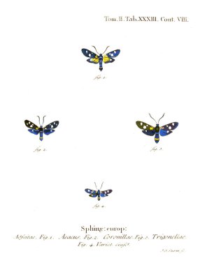 İllüstrasyon kelebek. Eski resim