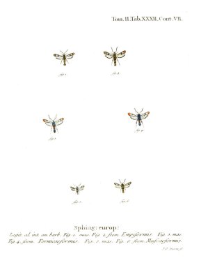 İllüstrasyon kelebek. Eski resim